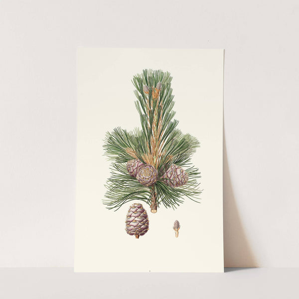 Pinus cembra = Siberian stone pine. by Aylmer Bourke Lambert