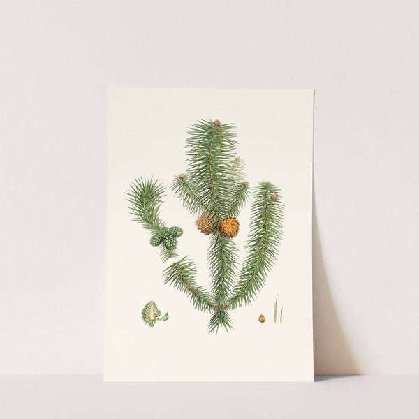 Pinus lanccolata = Broad-leaved fir by Aylmer Bourke Lambert