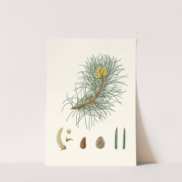 Pinus laricio = Corsican pine by Aylmer Bourke Lambert