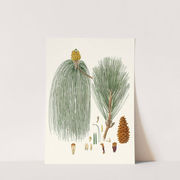 Pinus longifolia = Long-leaved Indian pine by Aylmer Bourke Lambert