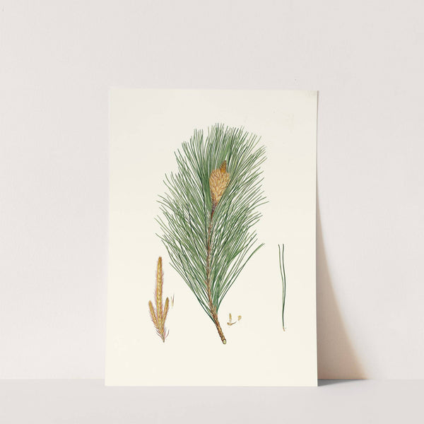 Pinus massoniana = Indian pine by Aylmer Bourke Lambert