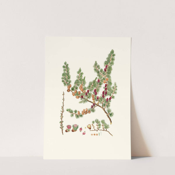 Pinus microcarpa = Red larch by Aylmer Bourke Lambert