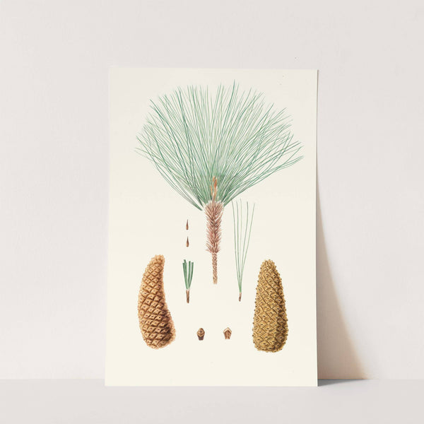 Pinus montezumae = Rough-branched Mexican pine. by Aylmer Bourke Lambert