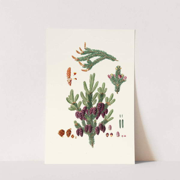 Pinus nigra = Black spruce pine by Aylmer Bourke Lambert