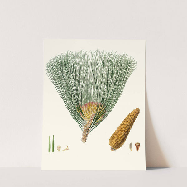 Pinus palustris = Swamp pine by Aylmer Bourke Lambert