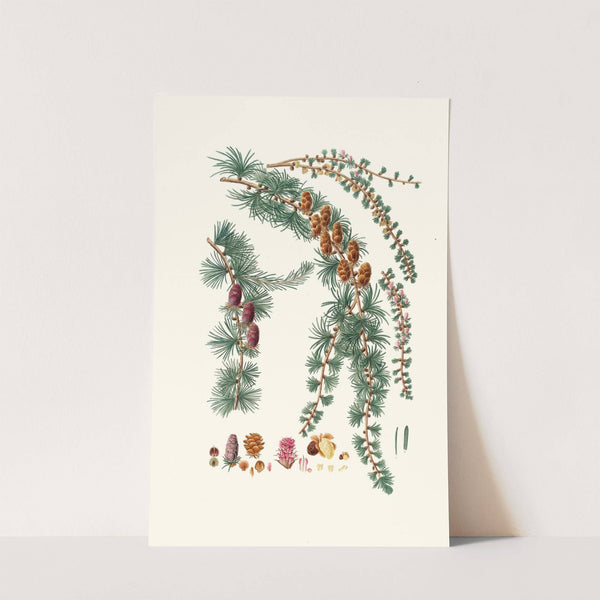 Pinus pendula = Black larch by Aylmer Bourke Lambert