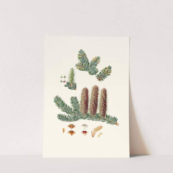 Pinus picea = Silver fir by Aylmer Bourke Lambert