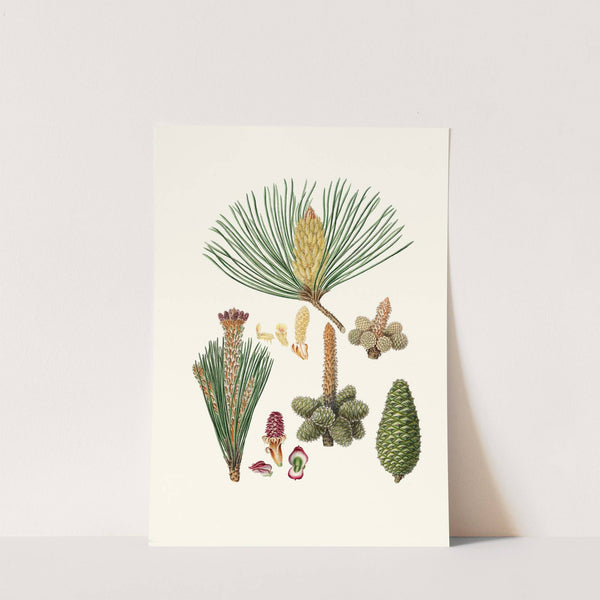 Pinus pinaster = The pinaster, or Cluster pine by Aylmer Bourke Lambert