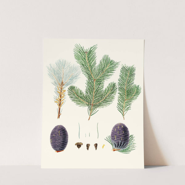 Pinus pindrow = Tooth-leaved fir. by Aylmer Bourke Lambert