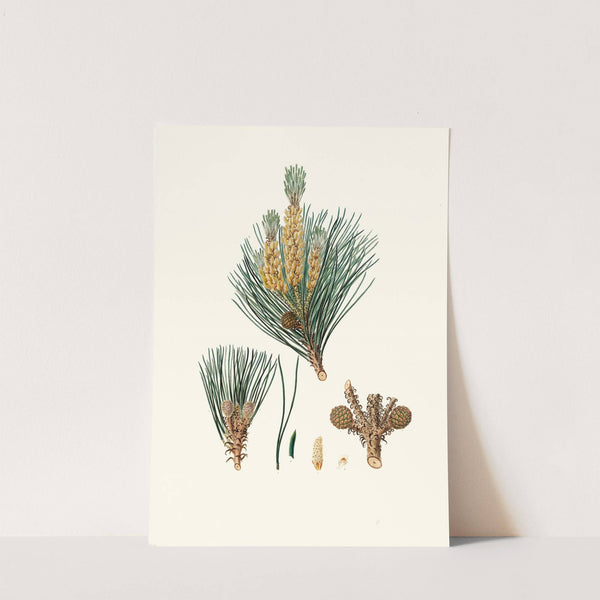 Pinus pinea = The stone pine by Aylmer Bourke Lambert