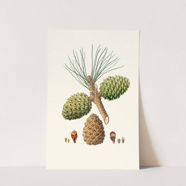 Pinus pinea = The stone pine. by Aylmer Bourke Lambert