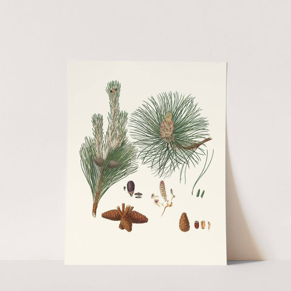 Pinus resinosa = Pitch pine by Aylmer Bourke Lambert