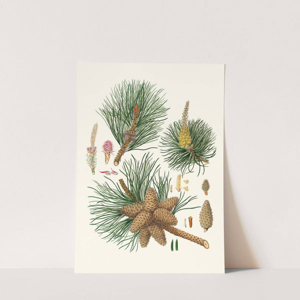 Pinus rigida = Three-leaved Virginian pine. by Aylmer Bourke Lambert