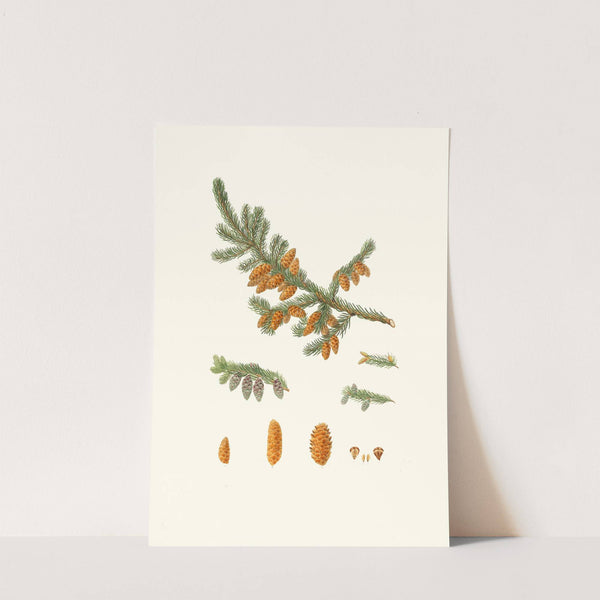 Pinus rubra = Newfoundland red pine by Aylmer Bourke Lambert