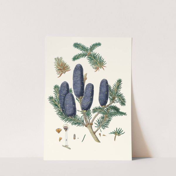 Pinus spectabilis = Purple-coned fir by Aylmer Bourke Lambert