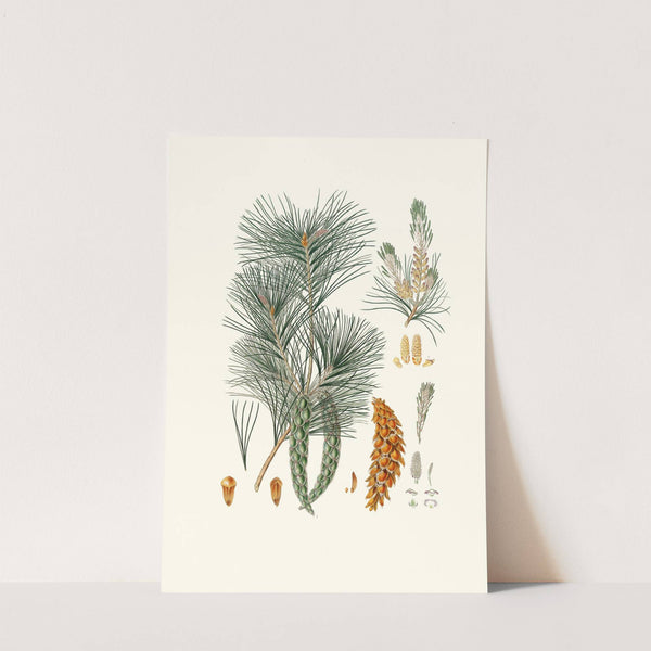 Pinus strobus = Weymouth pine (1837) by Aylmer Bourke Lambert