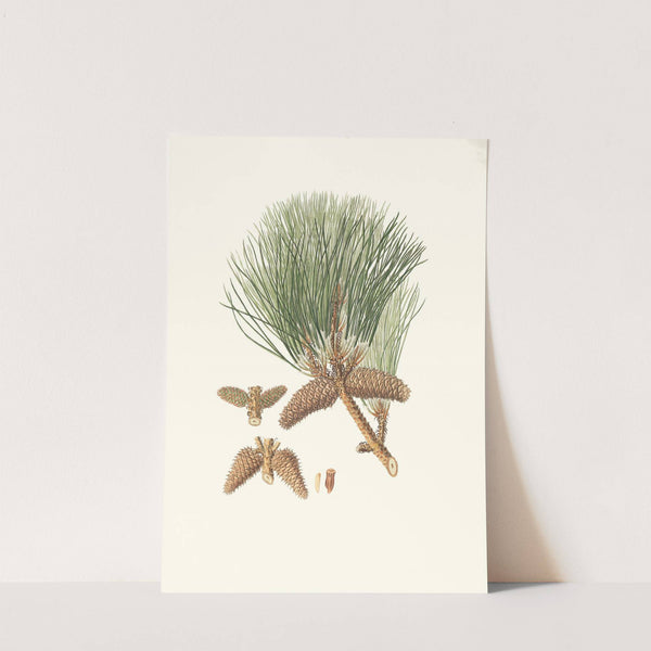 Pinus tæda = Frankincense pine (1837) by Aylmer Bourke Lambert