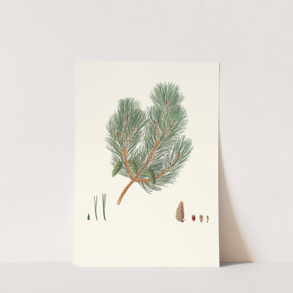 Pinus variablilis = Variable-leaved bastard pine by Aylmer Bourke Lambert