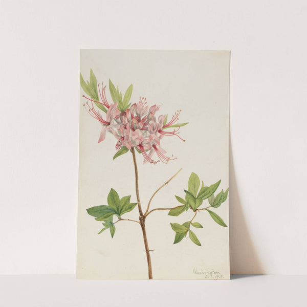 Pinxter Bloom (Azalea nudiflora) (1918) by Mary Vaux Walcott