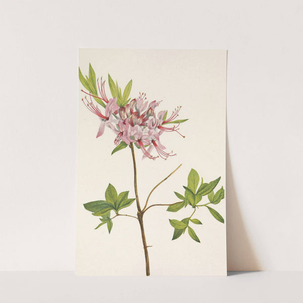 Pinxterbloom. Azalea nudiflora (1925) by Mary Vaux Walcott