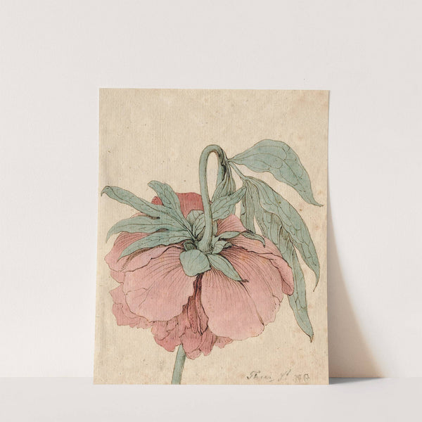 Pioenroos by Barend Hendrik Thier