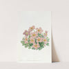 Piotta's Oxalis by Sydenham Edwards