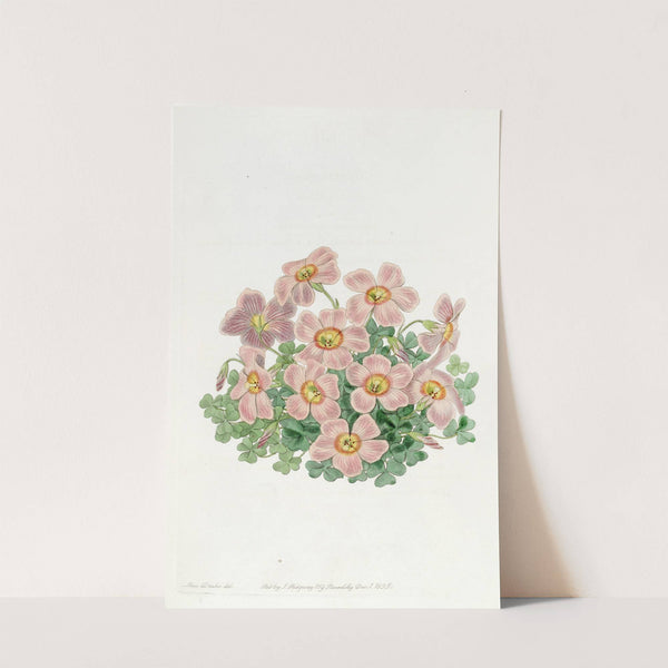 Piotta's Oxalis by Sydenham Edwards