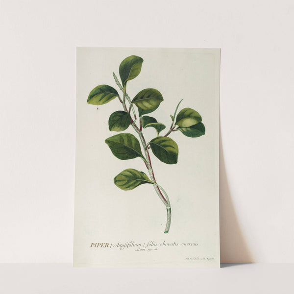 Piper by Georg Dionysius Ehret