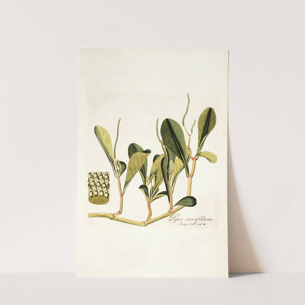 Piper cuneifolium by Nikolaus Joseph Freiherr von Jacquin