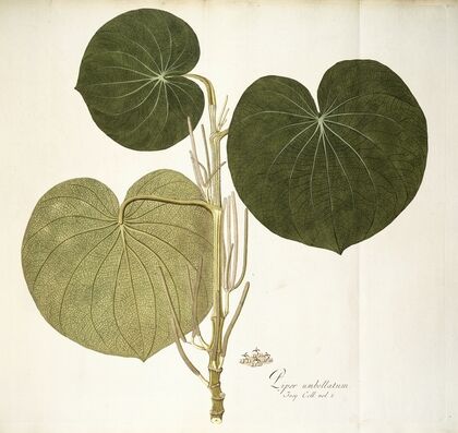 Piper umbellatum