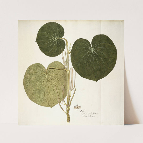 Piper umbellatum (1781-1793) by Nikolaus Joseph Freiherr von Jacquin