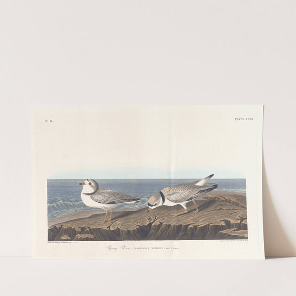 Piping plover (1827–1838) by John James Audubon