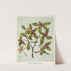 Piripiri. - Pittosporum cornifolium Plate 10 by Sarah Featon