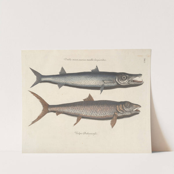 Piscium, serpentum, insectorum, aliorumque nonnullorum animalum nec non plantarum quarundam imagines Pl.001 by Mark Catesby