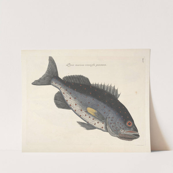 Piscium, serpentum, insectorum, aliorumque nonnullorum animalum nec non plantarum quarundam imagines Pl.005 by Mark Catesby