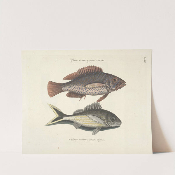 Piscium, serpentum, insectorum, aliorumque nonnullorum animalum nec non plantarum quarundam imagines Pl.007 by Mark Catesby