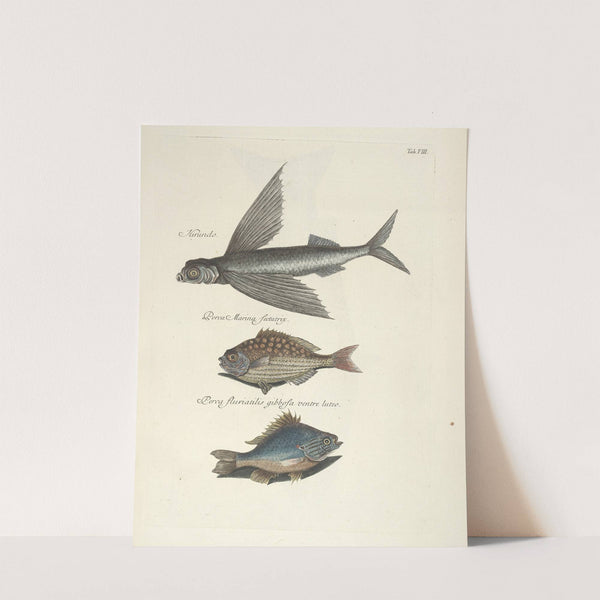 Piscium, serpentum, insectorum, aliorumque nonnullorum animalum nec non plantarum quarundam imagines Pl.008 by Mark Catesby