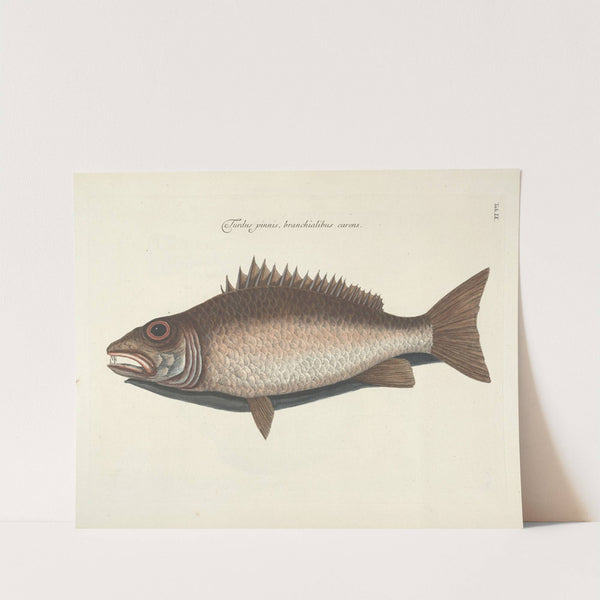 Piscium, serpentum, insectorum, aliorumque nonnullorum animalum nec non plantarum quarundam imagines Pl.009 by Mark Catesby