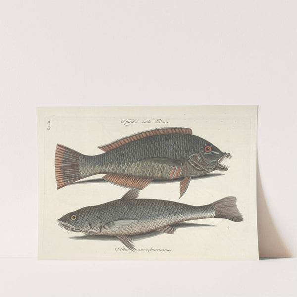 Piscium, serpentum, insectorum, aliorumque nonnullorum animalum nec non plantarum quarundam imagines Pl.012 by Mark Catesby