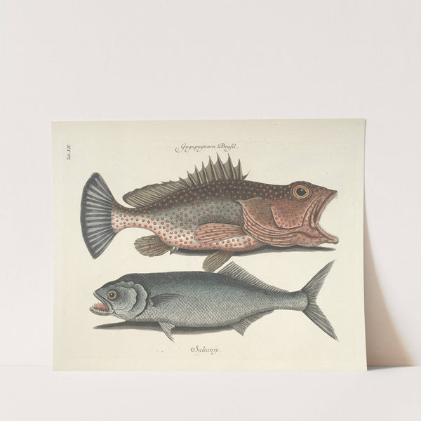 Piscium, serpentum, insectorum, aliorumque nonnullorum animalum nec non plantarum quarundam imagines Pl.014 by Mark Catesby