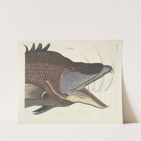 Piscium, serpentum, insectorum, aliorumque nonnullorum animalum nec non plantarum quarundam imagines Pl.015 by Mark Catesby