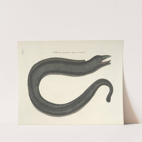 Piscium, serpentum, insectorum, aliorumque nonnullorum animalum nec non plantarum quarundam imagines Pl.020 by Mark Catesby