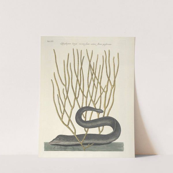 Piscium, serpentum, insectorum, aliorumque nonnullorum animalum nec non plantarum quarundam imagines Pl.021 by Mark Catesby