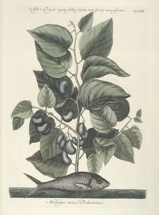 Piscium, serpentum, insectorum, aliorumque nonnullorum animalum nec non plantarum quarundam imagines Pl.024 — size preview