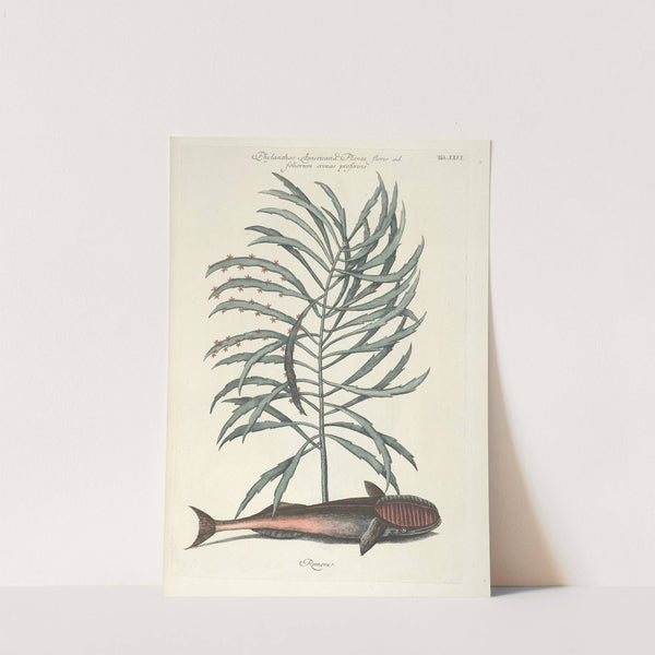 Piscium, serpentum, insectorum, aliorumque nonnullorum animalum nec non plantarum quarundam imagines Pl.026 by Mark Catesby