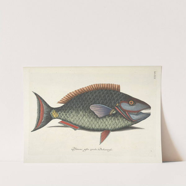 Piscium, serpentum, insectorum, aliorumque nonnullorum animalum nec non plantarum quarundam imagines Pl.029 by Mark Catesby