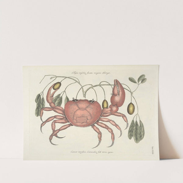 Piscium, serpentum, insectorum, aliorumque nonnullorum animalum nec non plantarum quarundam imagines Pl.032 by Mark Catesby