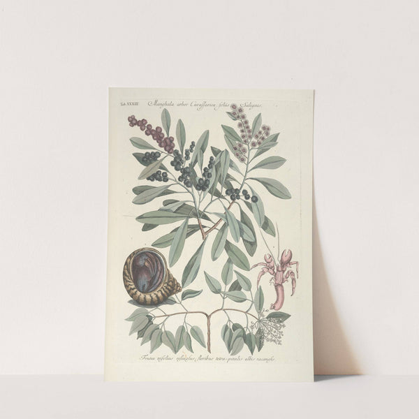 Piscium, serpentum, insectorum, aliorumque nonnullorum animalum nec non plantarum quarundam imagines Pl.033 by Mark Catesby