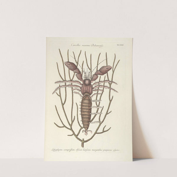 Piscium, serpentum, insectorum, aliorumque nonnullorum animalum nec non plantarum quarundam imagines Pl.034 by Mark Catesby