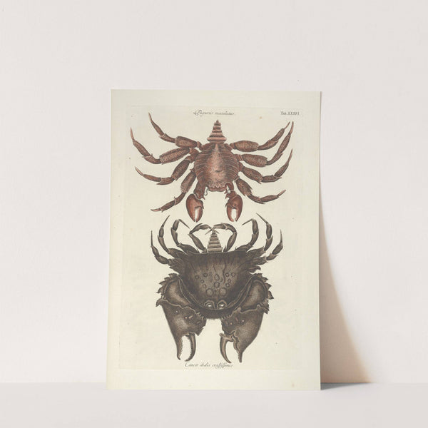 Piscium, serpentum, insectorum, aliorumque nonnullorum animalum nec non plantarum quarundam imagines Pl.036 by Mark Catesby